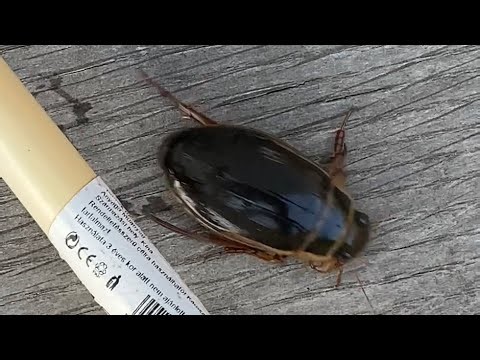 Sárgaszegélyű csíkbogár / Szegélyes csíkbogár (Dytiscus marginalis)