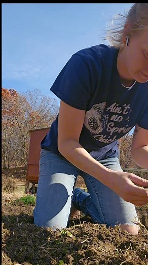 4 comments | Bachelor buttons! I find them all over my yard as...