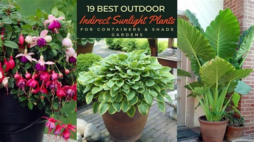 Shade and container plants that will brighten your garden