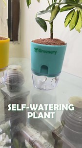 ⭐500,000 Happy Customers | Greenery