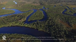 On this #InternationalJaguarDay, we celebrate the Jaguar, a key predator and symbol of healthy ecosystems. Despite their vital role, Jaguars face severe threats like habitat loss, illegal trade, and human-wildlife conflict. Most subpopulations are Endangered or Vulnerable, highlighting the urgent need for cross-border conservation. 🐆 In 2020, Jaguars were added to CMS Appendices I and II at CMS COP13, and this year, the CMS Jaguar Initiative was launched at COP14. This initiative promotes colla