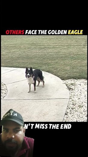 The Hunter Becomes the Hunted: Lynx TakesDown a Golden Eagle! #trending #animals #wildlife #shorts