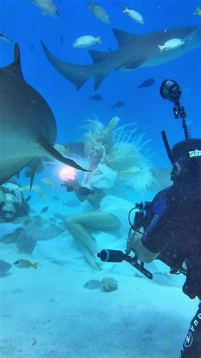 the horror 😉 I love being able to experience the ocean’s creatures as they go about their day! These are nurse sharks and remind me more of puppies than anything. As always, it’s important to respect their space as we are simply visitors in their home. Can’t wait to share the final photos from this underwater photoshoot! Model: me Photography: @Justin Lutsky @Submerge Creative Dress: Dreamy Dress House #sharks #sharkweek #underwaterphotography