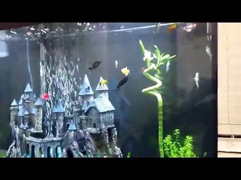 Lucky bamboo completely submerged in aquarium CAN be done