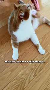 discovery bean 🌴🐅 LAST DAY to get your Baby Bean 2.0 plushie before he’s unavailable forever!!! don’t miss out 😭 | Beauty and the Bean