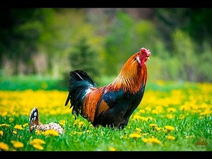 Free Range Chickens doing what they do... Best Breeds and varieties... organic