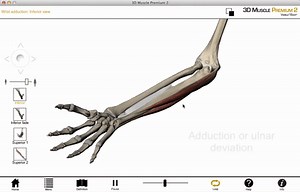 Wrist joint movements - 3D anatomy tutorial on Make a GIF