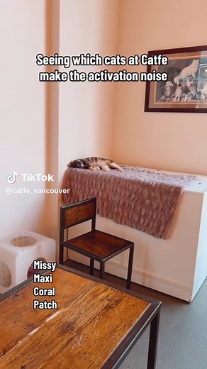 4 out of 4 cats have been activated! #catactivationsound #cats #cute