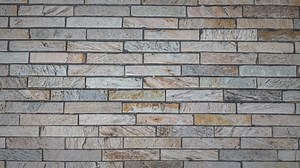 Fascinating Facts About Zebra Sharks