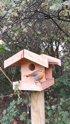 #rotkehlchen #birds #nature #photography #birdreel #robin #cutebirds #autumn #vögelfüttern #savebirds #germany | Gartenparadies123