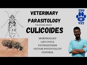 Culicoides|The Biting Midges|Veterinary Parasitology