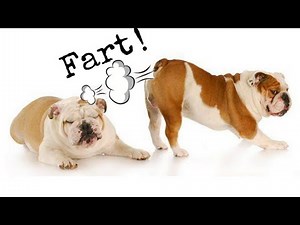 Dog farting into microphone | Cute and funny dog videos Compilation 2021| Pets Nation
