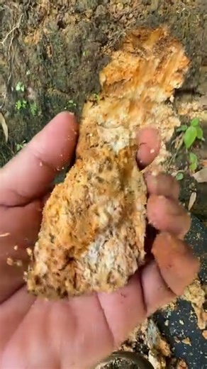 Don't tell anyone, the land in this place contains a lot of gold. #goldprospecting #goldrush #golddiscovery | Tuah Alam