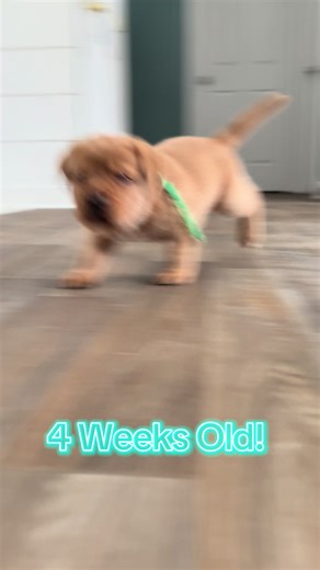 They make me smileeeee! Especially that last one! Mr. Red! There’s always one in the bunch! 😆 #cutepuppies #puppy #funny