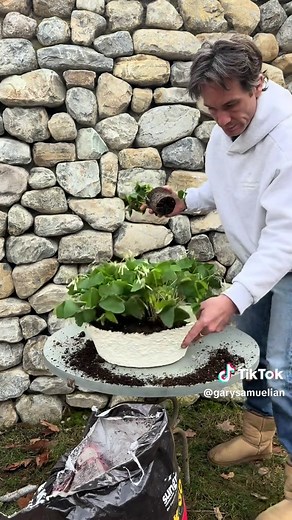 Spring Clover Planting: A Gardener's Guide