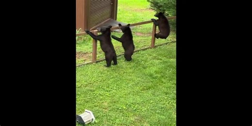 WATCH: Bear, cubs caught on camera sitting on patio in Upstate South Carolina