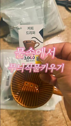물속에서 무늬식물키우는 방법! 다이소 3천원짜리 커피드리커 이용
