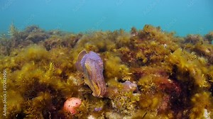 Giant Australian Cuttlefish Sepia apama Migration Whyalla South Australia 4k slow motion, mating, laying eggs, fighting, aggregation, underwater