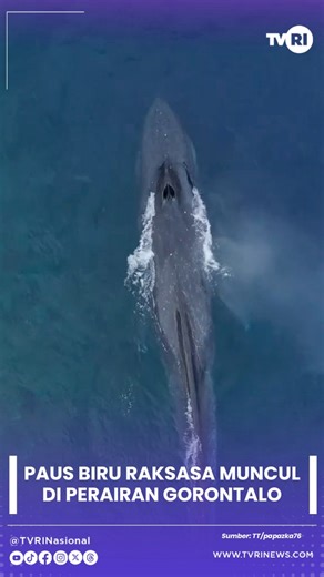 Seekor paus biru (Balaenoptera musculus) berukuran raksasa tampak di perairan Pantai Botubarani, Kabupaten Bone Bolango, Provinsi Gorontalo, dan menjadi sorotan warganet di media sosial. Mamalia laut yang diperkirakan memiliki panjang sekitar 20 meter ini merupakan salah satu mamalia terbesar di dunia dan kini termasuk dalam kategori spesies terancam punah. Kemunculan paus tersebut menghebohkan jagat maya setelah terekam oleh kamera drone milik warga saat hewan itu berenang mendekati kawasan tub