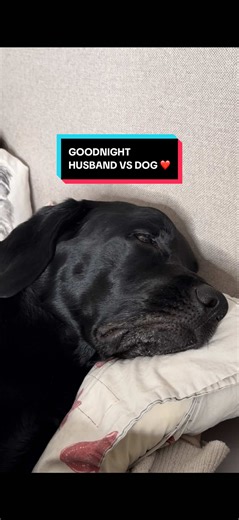 Good Night with My Labrador 💤❤️