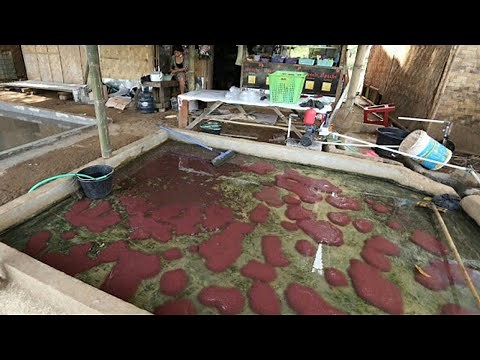 PRACTICAL WAYS TO CULTIVATE SILK WORM FARMING FOR BEGINNERS