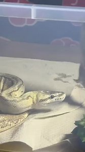 ZELDA ｜ Royal Python ｜ #strike #short | Mr LuckyFrog | Facebook