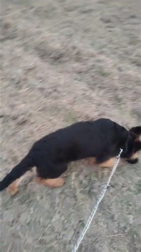 Five months puppy jerman shefert