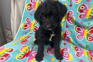 Regina - Labradoodle Puppy A12046