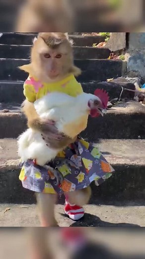 #fyp #tiktok #fup #animal #monkey #pet 猴妹妹抱着小白鸡吃叶子去