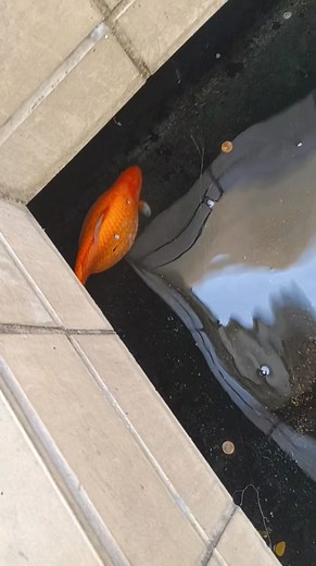 Another video to look at very nice view | Christopher Shankar Drury | Facebook