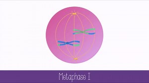 metaphase 1 on Make a GIF