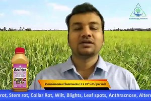 Language: Hindi Product: Bactvipe (a Bio Fungicide product in Liquid formulation) Microbe: Pseudomonas fluorescens (CFU 1x10^8 cells per ml) #organic #agriculture #farmers #bactvipe #farmersfirst #farming #agribusiness #biologicals #IPLBiologicals #IPL #biosolutions #biofungicides भाषा: हिंदी उत्पाद: बैक्टीविप (तरल निर्माण में एक जैव कवकनाशी उत्पाद) माइक्रोब: स्यूडोमोनास फ्लोरेसेंस (CFU 1x10 ^ 8 सेल प्रति मिलीलीटर) #जैविक #खेती #कृषि #एग्रीकल्चर #किसान #फ़सल #बक्टवाइप #जैवफंगीसाइड #बायोफंगीसाइड #