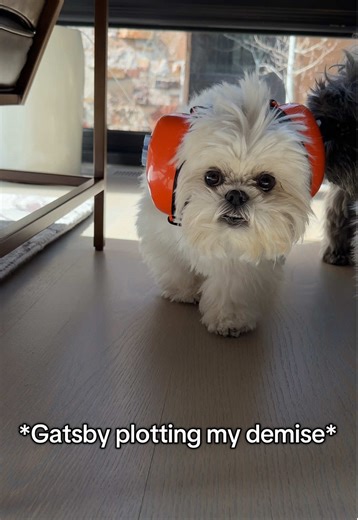Winnie and Gatsby's Funny Antics