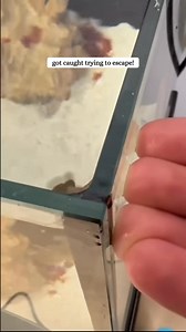 C2509009 adopted baby octopus raised it part 1 | Cinnabon Kenya