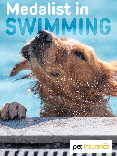 Dog Swimming Adventures with Pet Insurance
