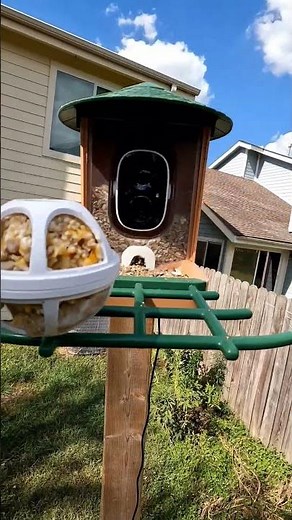 Backyard Bird Feeder Setup!