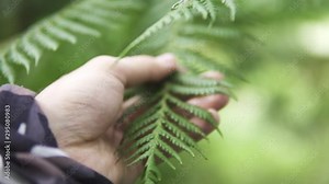 Ferns in the forest, Bali. Beautiful ferns leaves green foliage. Close up of beautiful growing ferns in the forest. Natural floral fern background in sunlight.