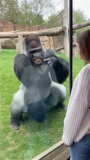 Gorilla Tries to Impress Girl, Then THIS Happens... 🤯