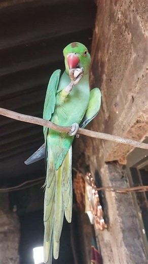 parrot short video 🦜#parrot #talkingnature #talkingparot #cute #wildlife #greenparrot #nature