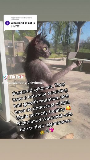 Purebred Lykoi Cat: Unique Features and Characteristics