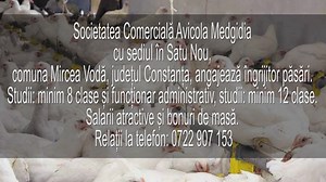 1.7K views · 21 reactions | Societatea Comercială Avicola Medgidia angajează îngrijitor păsări | Media TV | Facebook