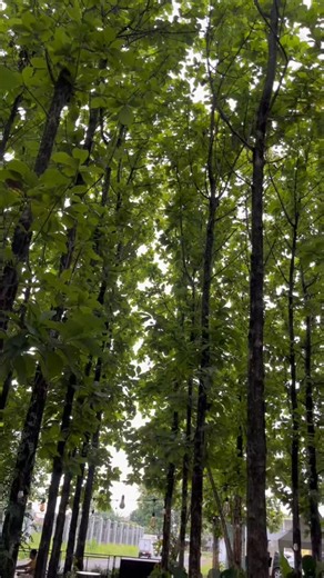 irgi argis on Instagram: "Ini lokasi nya gampang banget lu tinggal buka maps jatiraras sawarga langsung tepat sampe di lokasinya, jujur tempat nya adem banget enak buat bawa keluarga #citeureup #cibinong #kabupatenbogor #jatirarassawarga"