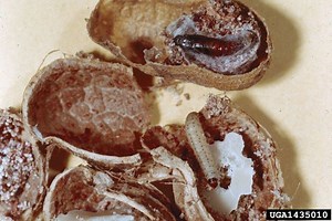 Cadra - Alchetron, The Free Social Encyclopedia