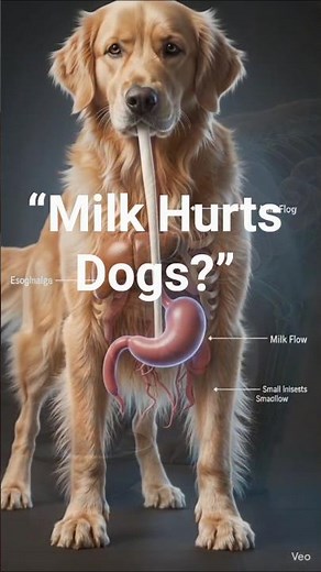 What Happens Inside a Dog After Drinking Milk? 🐶🥛#animalhealth #humanhealth #doghealth