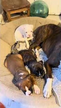Boxer dad playing with his pups.