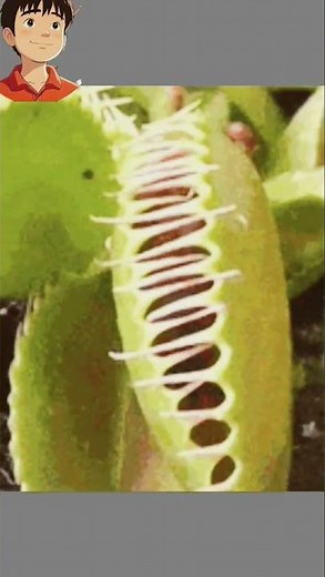 The Venus Flytrap: Nature’s Amazing Carnivorous Plant