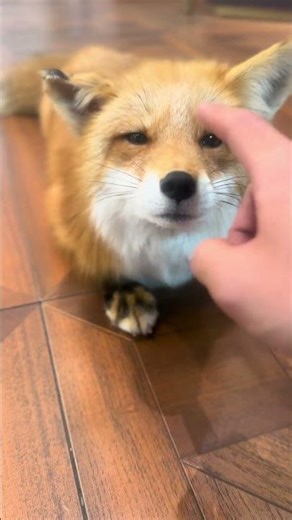 Who could ever say no to those eyes 🦊💖 She knows she's cute! #fox #cuteanimals #petlover #shorts