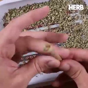 3 ways you can use 99% CBD Crystals 💠 With Empire Wellness | HERB Video