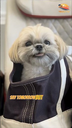 Shih Tzu Sings “APT” 🎤 | Cutest Dog Singing Ever! 🐶💖