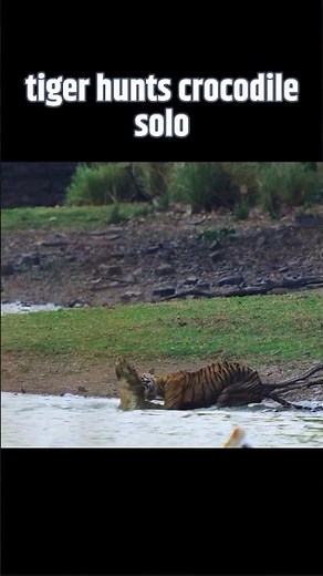 Crocodile 🐊 Hunt in Group, But Tiger Hunts Solo! 🔥#animals #wildlife #tranding #viral #ytshorts